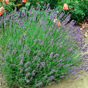 Plantas de Lavanda - delavanda