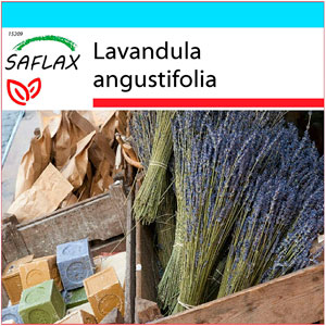 Sembramos - Semillas Lavanda - $7,500 La historia de la lavanda se remonta  a hace más de 2500 años cuando se utilizó por primera vez para la  momificación y perfumería de los