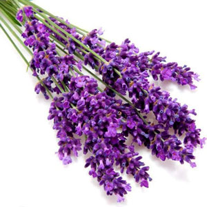 Semilla Planta Lavanda - 945680