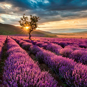 Campos de Lavanda: Cuadros, lienzos, óleos, pinturas, artículos con imágenes y fotos de campos de lavanda