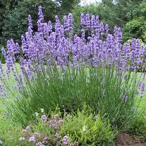 Plantas de Lavanda - delavanda