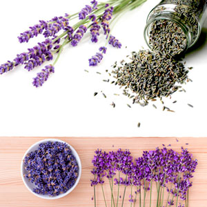 Semillas de lavanda