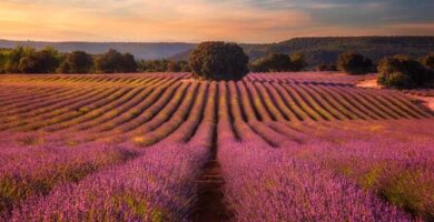 guía de campos de lavanda