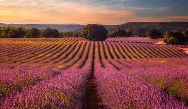 guía de campos de lavanda