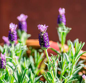 Cultivar lavanda